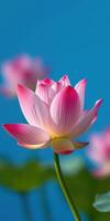 Beautiful pink lotus flower blooming against a clear blue sky in a tranquil natural setting photo