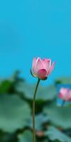 Beautiful pink lotus flower blooming in a serene water setting under a clear blue sky photo
