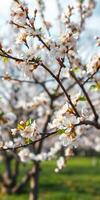 Blossoming cherry trees in spring sunlight create a peaceful outdoor atmosphere in a park setting photo