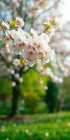 Cherry blossom tree in full bloom showcasing delicate white flowers in a vibrant park during springtime photo