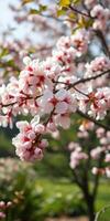 Cherry blossoms bloom vibrantly during spring in a serene park setting photo