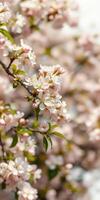 Cherry blossom branches in full bloom under bright sunlight during springtime in a tranquil garden photo
