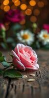 Soft pink rose with delicate petals and background flowers on rustic wooden table with blurred bokeh lights photo