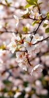 Cherry blossom trees in full bloom showcasing delicate white and pink flowers during springtime photo