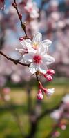 Beautiful cherry blossom in bloom with vibrant pink buds on a sunny spring day photo