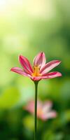 Beautiful pink flower blooming in a lush garden during springtime photo