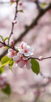 Cherry blossom branch adorned with delicate pink flowers in vibrant spring daylight photo