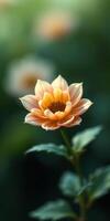 Vibrant orange flower with delicate petals blooming in a garden under soft sunlight during spring season photo