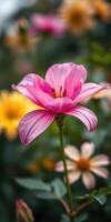 Beautiful pink flower in a vibrant garden with yellow and soft pastel blooms during a sunny day photo