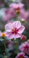Delicate pink flower with striking stripes in a lush garden filled with blooming colors during springtime photo
