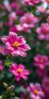 Colorful pink flowers bloom in a garden, attracting sunlight and enhancing the vibrant landscape during spring photo