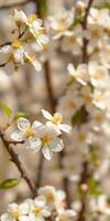 Blossoming white flowers on branches in spring, showcasing nature's beauty in a serene setting photo