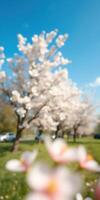 Blossoming cherry trees provide a stunning view in a vibrant park on a clear spring day photo