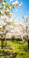 Cherry blossom trees in full bloom create a vibrant landscape during springtime in a peaceful orchard setting photo