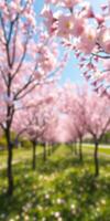Springtime bloom of cherry blossom trees in a sunny park creates a picturesque landscape for visitors enjoying nature photo