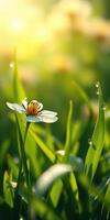 Close-up of a vibrant white flower with dew drops in lush green grass during morning light photo
