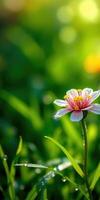 Delicate flower blooms with vibrant petals amid lush green grass in a sunny garden setting photo