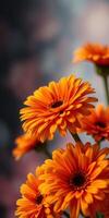 Bright orange flowers bloom vibrantly in a soft focus background during a warm afternoon in spring photo