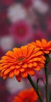 Vibrant orange flowers bloom against a soft pink background in a garden setting during spring photo