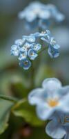 Delicate blue flowers bloom in a lush garden during springtime, showcasing their vibrant color and intricate details photo