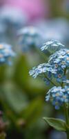 Beautiful blue forget-me-nots bloom in a serene garden setting during springtime in a lush green environment photo