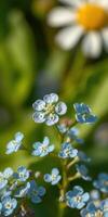 Delicate blue flowers bloom in a vibrant garden setting during springtime, showcasing nature's beauty and tranquility photo