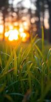 Sunlight filters through tall grass at sunset in a serene outdoor setting photo
