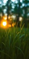 Grass at sunset with warm light creating a serene and peaceful atmosphere in a natural setting photo