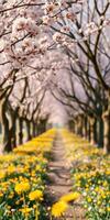 Delicate cherry blossoms and vibrant yellow flowers line a tranquil pathway in springtime park photo