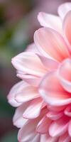 Soft pink petals of a flower bloom in a tranquil garden setting during midday sunlight photo