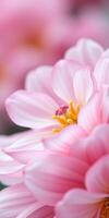 Delicate pink flower blooms in soft focus showcasing intricate petals and vibrant yellow center during spring season photo