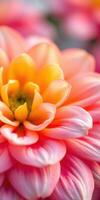 Colorful dahlia blossom showcasing vibrant pink and yellow petals in a garden setting during daylight hours photo