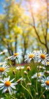 Bright and vibrant wildflowers bloom under the warm sun in a lush green park during springtime photo