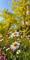 Colorful wildflower meadow in spring sunlight with daisies and greenery photo