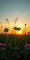 Sunset illuminating wildflowers and clover under a clear sky in a natural landscape photo