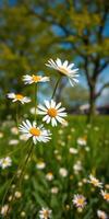 Bright daisies bloom in a green field under a clear blue sky during a sunny spring afternoon photo