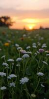 Field of wildflowers at sunset with soft focus and vibrant colors creating a serene atmosphere photo