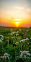Beautiful sunset over a field of wildflowers with colorful sky and blooming nature photo