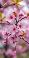 Beautiful cherry blossom flowers in full bloom during springtime in a serene garden setting photo