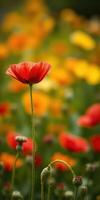 Vibrant red poppy stands tall among a colorful field of blooming flowers in springtime nature photo