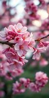 Beautiful cherry blossoms in full bloom during springtime, showcasing vibrant pink flowers on branches photo