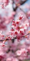 Beautiful cherry blossom branches in full bloom during spring sunlight photo