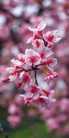 Beautiful cherry blossom flowers in full bloom during springtime showcasing delicate pink petals and vibrant details photo