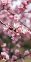 Beautiful cherry blossoms in full bloom during springtime in a vibrant garden setting photo