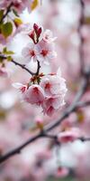 Beautiful cherry blossoms bloom in spring, creating a stunning display of delicate pink flowers photo