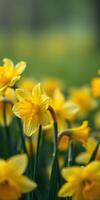 Bright yellow daffodils bloom in a vibrant garden during springtime, creating a joyful atmosphere photo