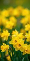 Vibrant yellow daffodils blooming in a lush garden on a sunny spring day photo