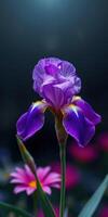 Vibrant purple iris flower stands elegantly against a soft dark background with hints of blooming colors around photo