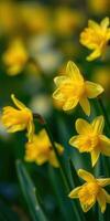 Bright yellow daffodils bloom in a lush garden showcasing springtime beauty and nature's vibrant colors photo