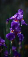 Vibrant purple iris blooms in a garden amidst rich green foliage during late spring photo